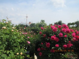 IMG_2614