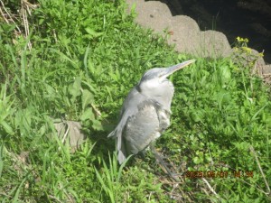 IMG_2809