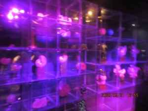 IMG_3230