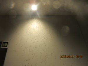 IMG_3337