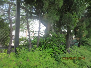 IMG_3664