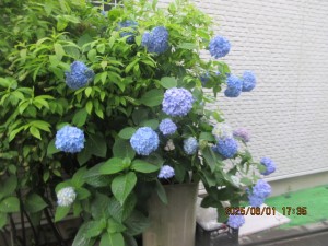 IMG_3695