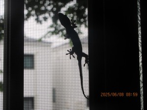 IMG_3805