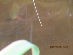 IMG_3807