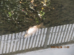 IMG_3810