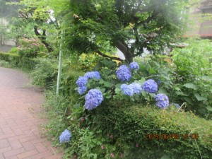 IMG_3818