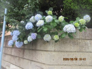 IMG_3895