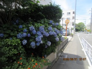 IMG_4001