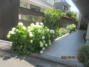 IMG_4051