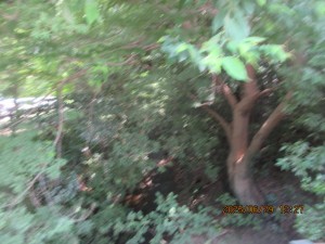 IMG_4310