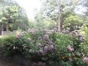IMG_4337