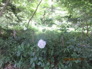 IMG_4343