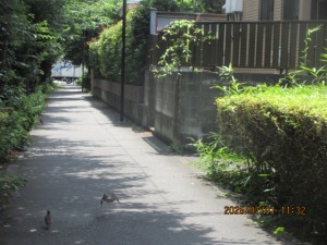 IMG_4354